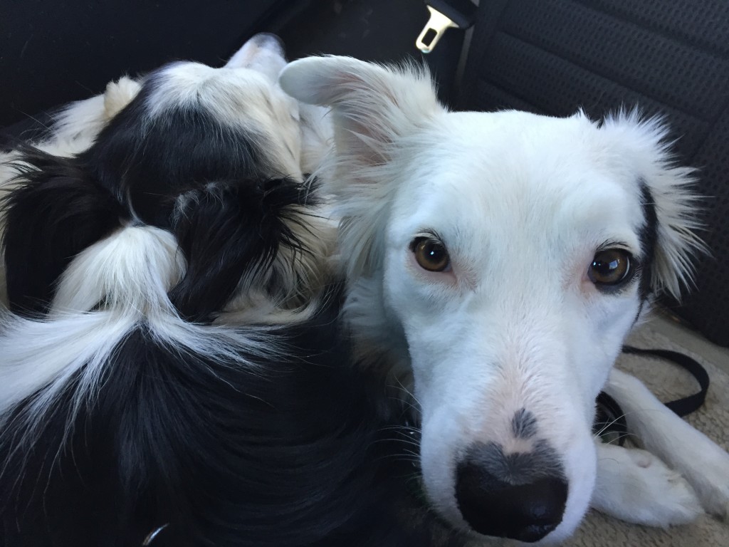 Snuggling on the drive to the trailhead.