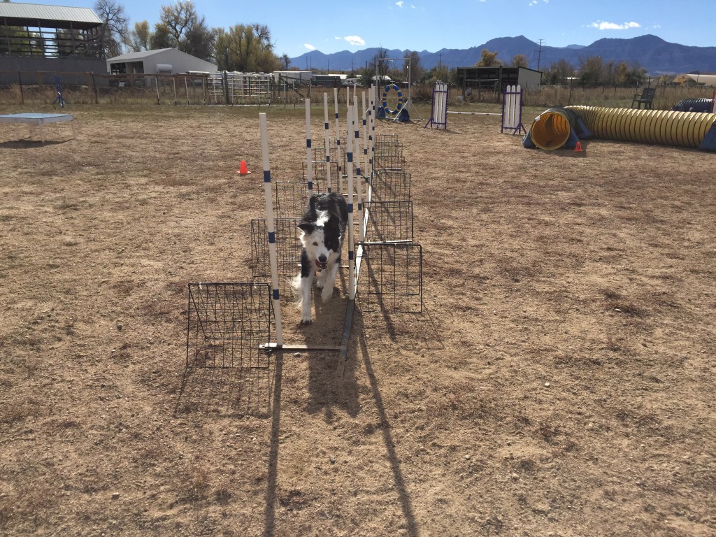 Jasper working with an 'outline' on angled weave pole entrances (hence the gates on the poles)