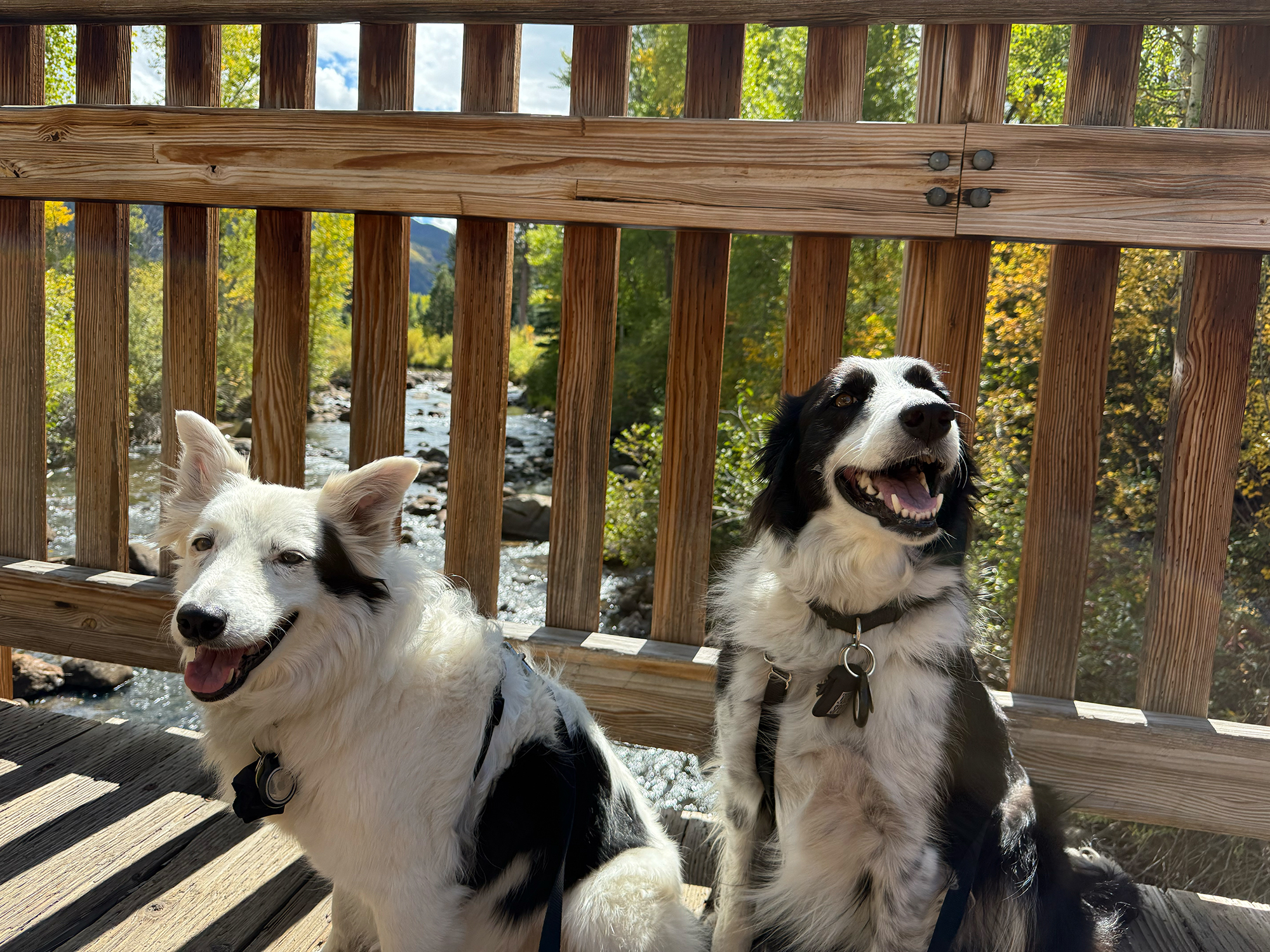 Rosie and Oscar, two border collies, sitting on a wooden bridge over the Roaring Fork River in Aspen.