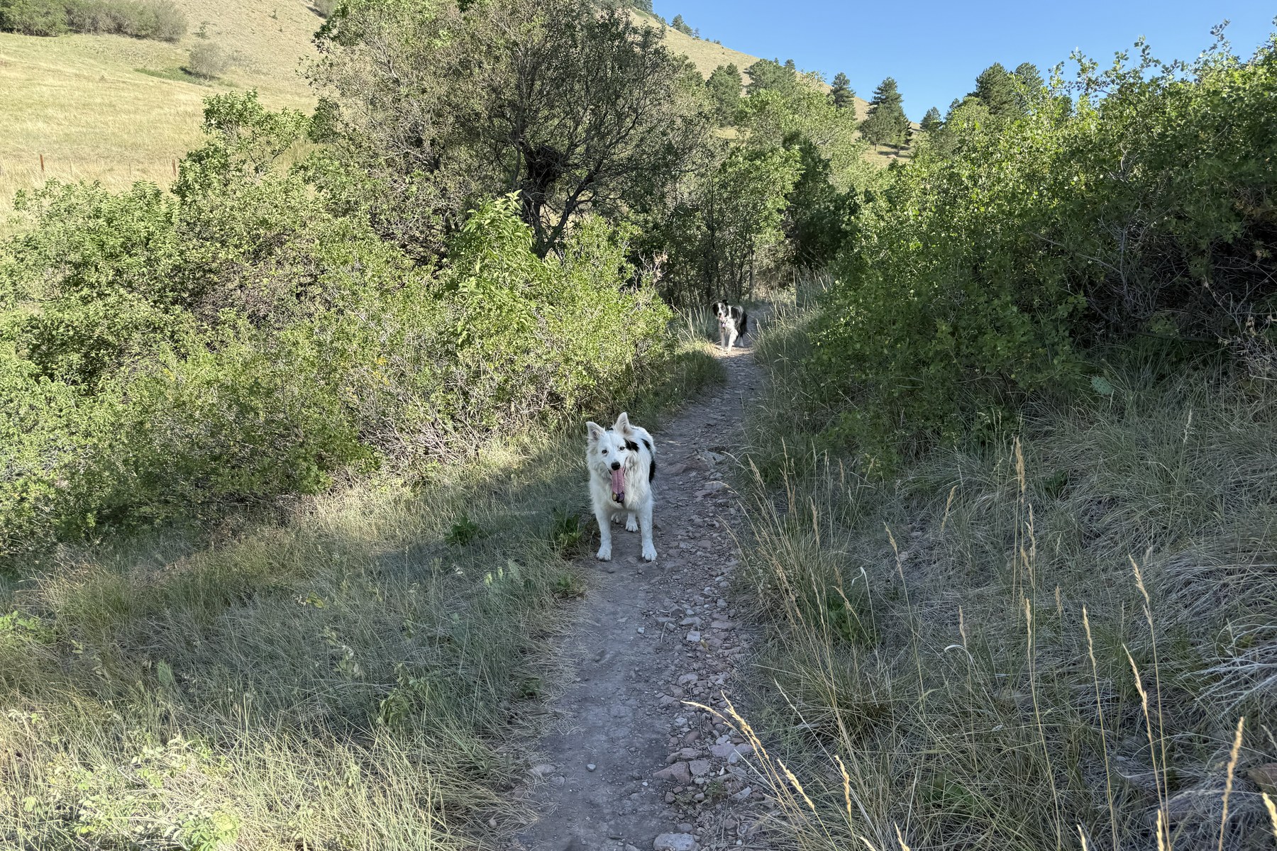Rosie, a white dog, standing on a rocky Boulder foothills trail looking back at the camera with her tongue out, while Oscar waits farther up the trail