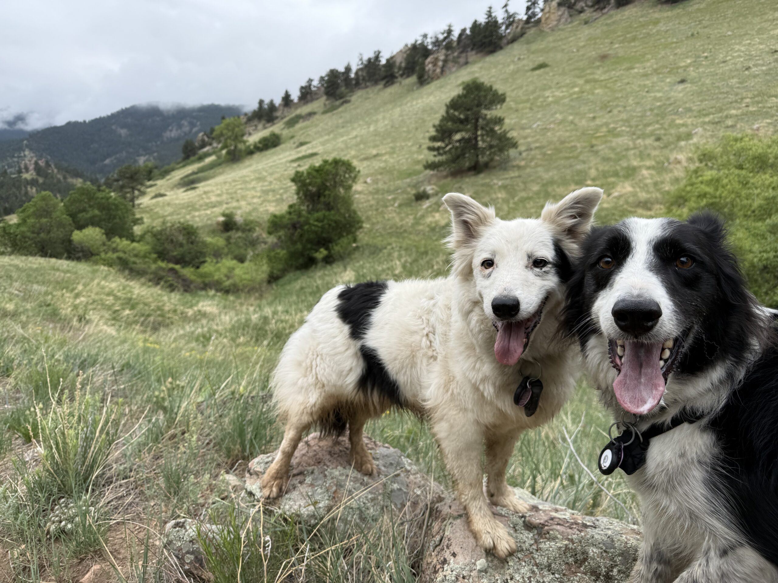 Two very muddy dogs, Rosie and Oscar